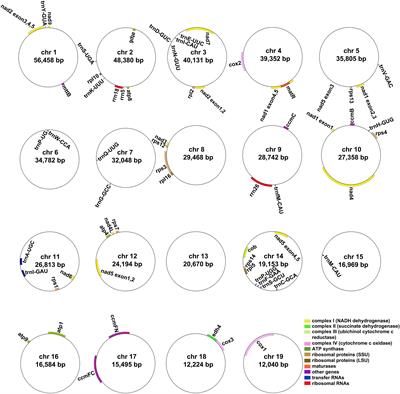 The complete mitochondrial genome of Amorphophallus albus and development of molecular markers for five Amorphophallus species based on mitochondrial DNA